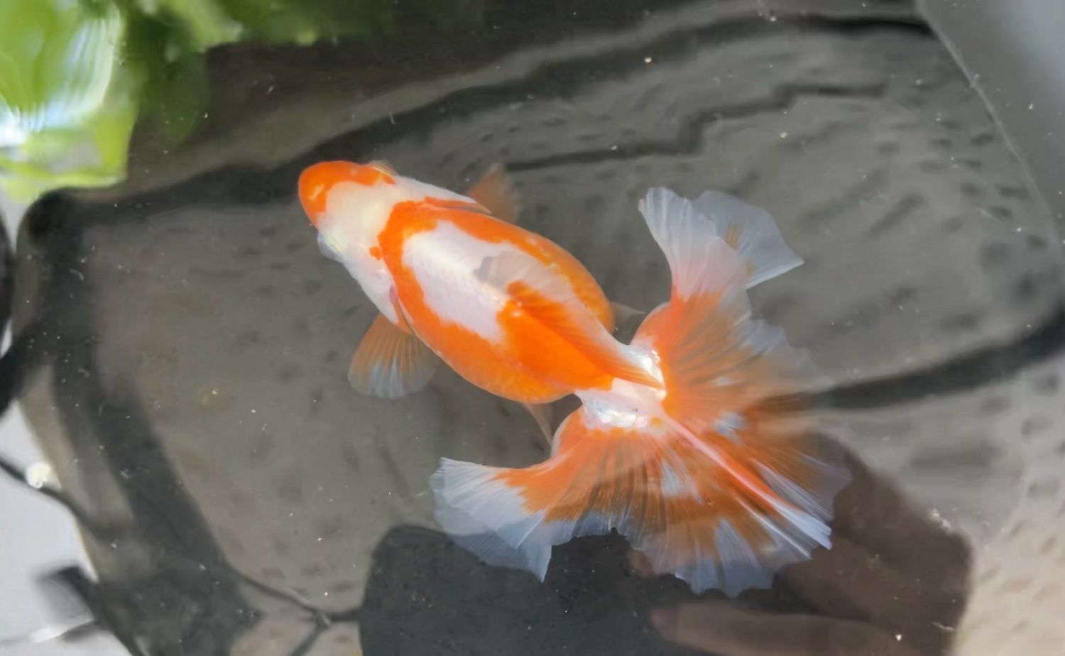 Red And White Tosakin (F, 4.5”)