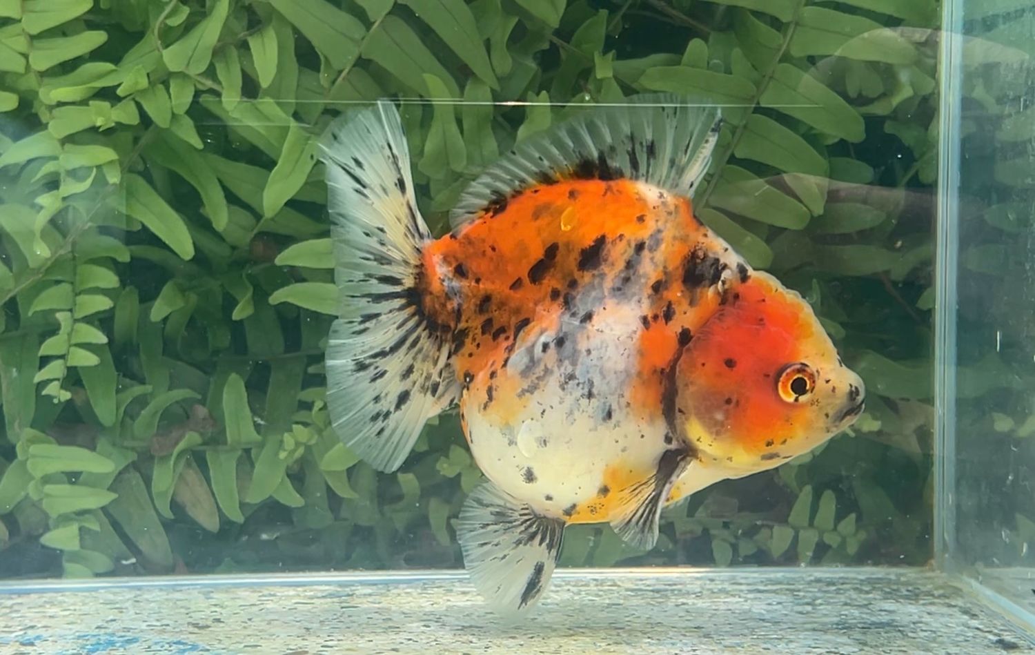 Calico Shogun Oranda (4”)