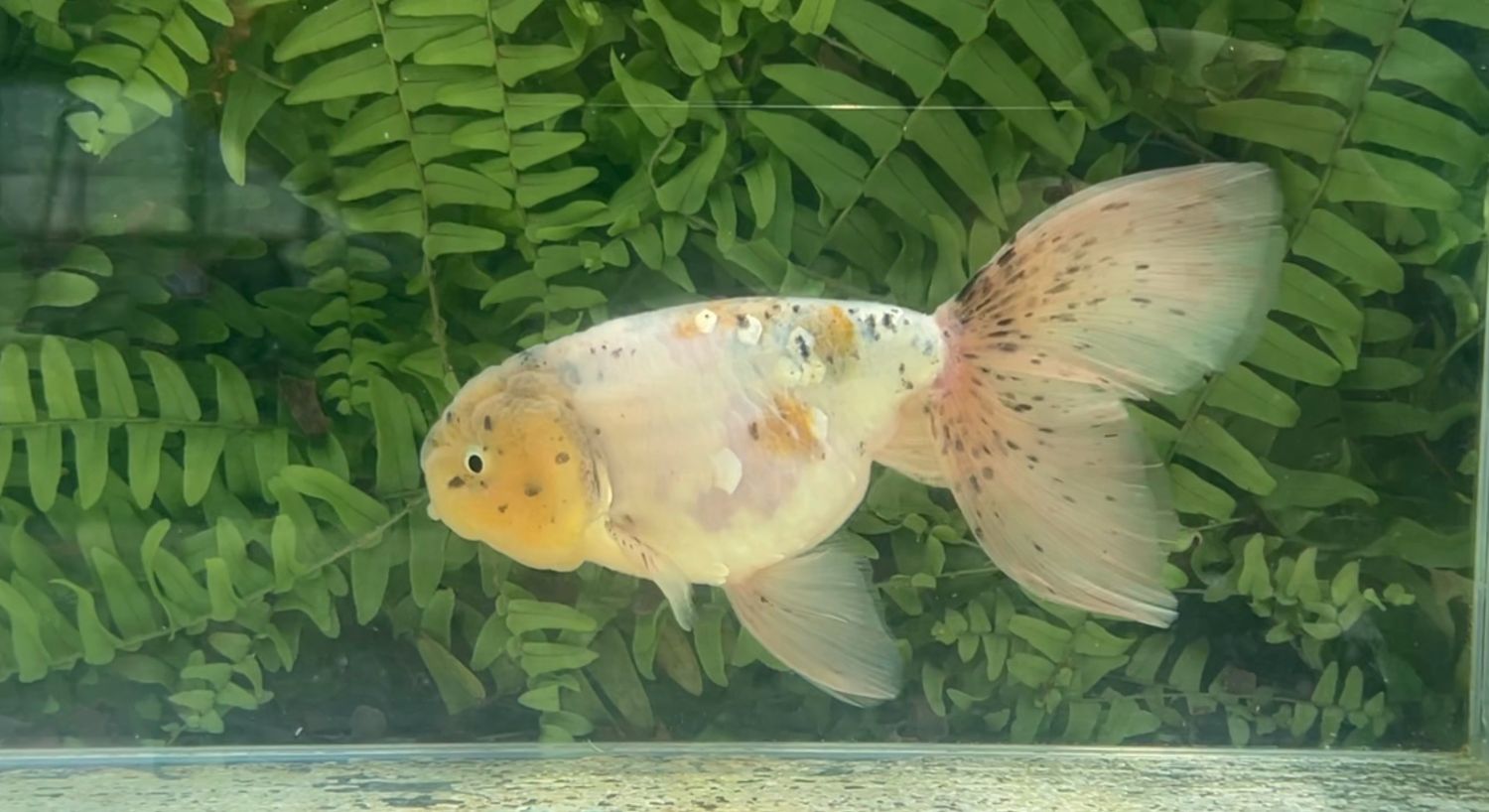 Tri-color Orchidtail Ranchu (M, 6.25”)