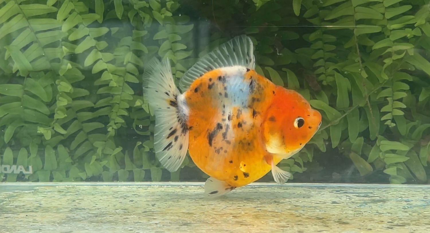 Calico Shogun Oranda (3.8”)