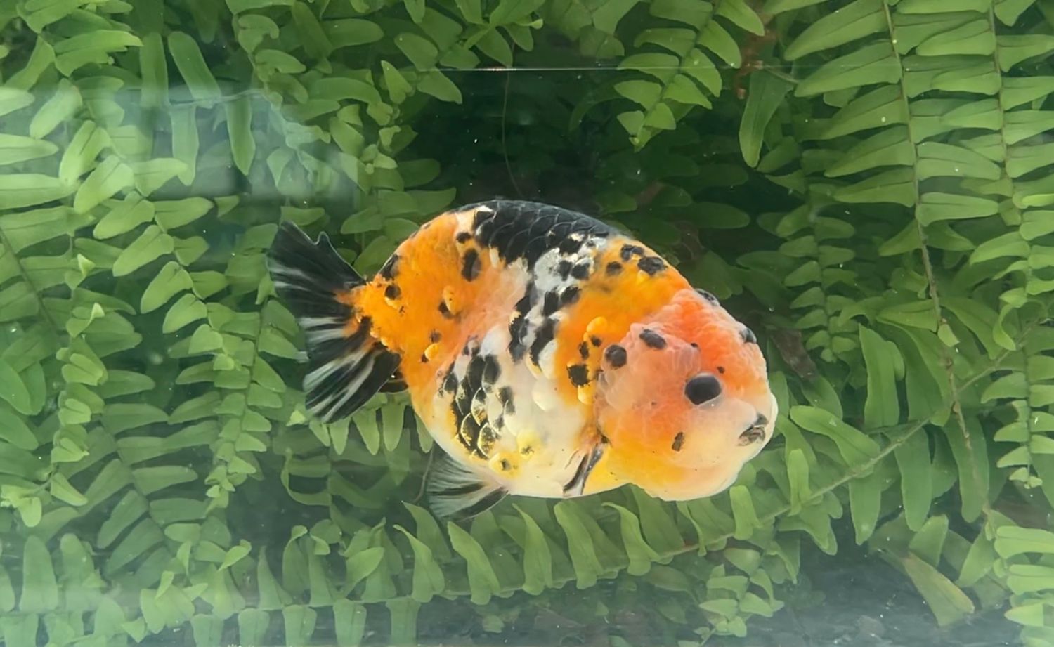 Calico Yuanbao Ranchu (M, 4.25”)
