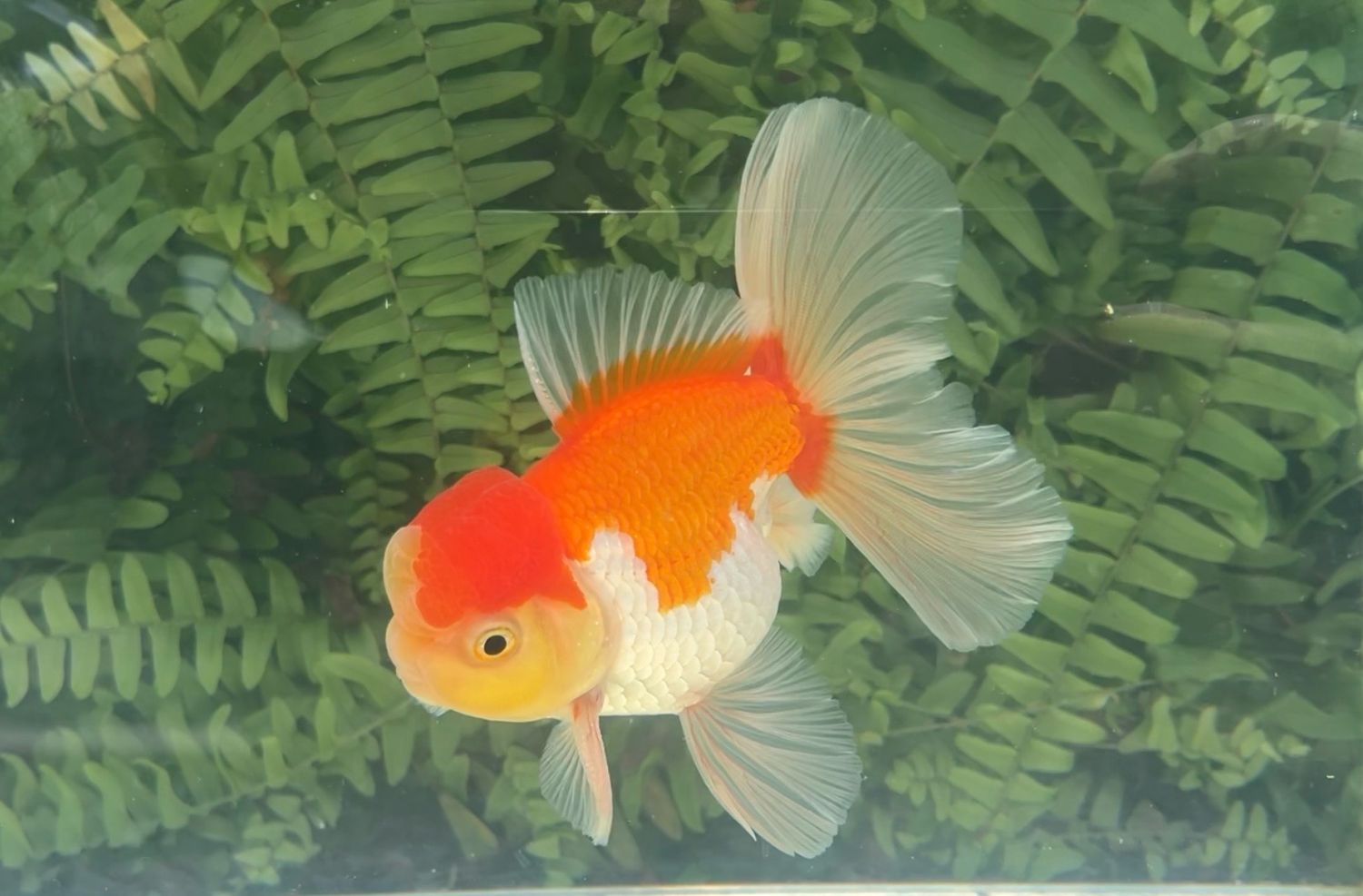 Red And White Peonytail Oranda (M, 5”)
