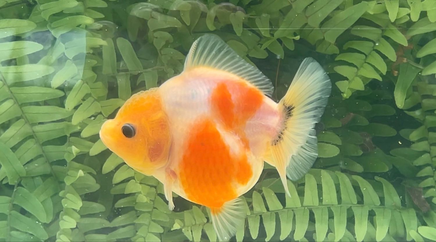 Orange Creamsicle Shogun Oranda (3.75”)