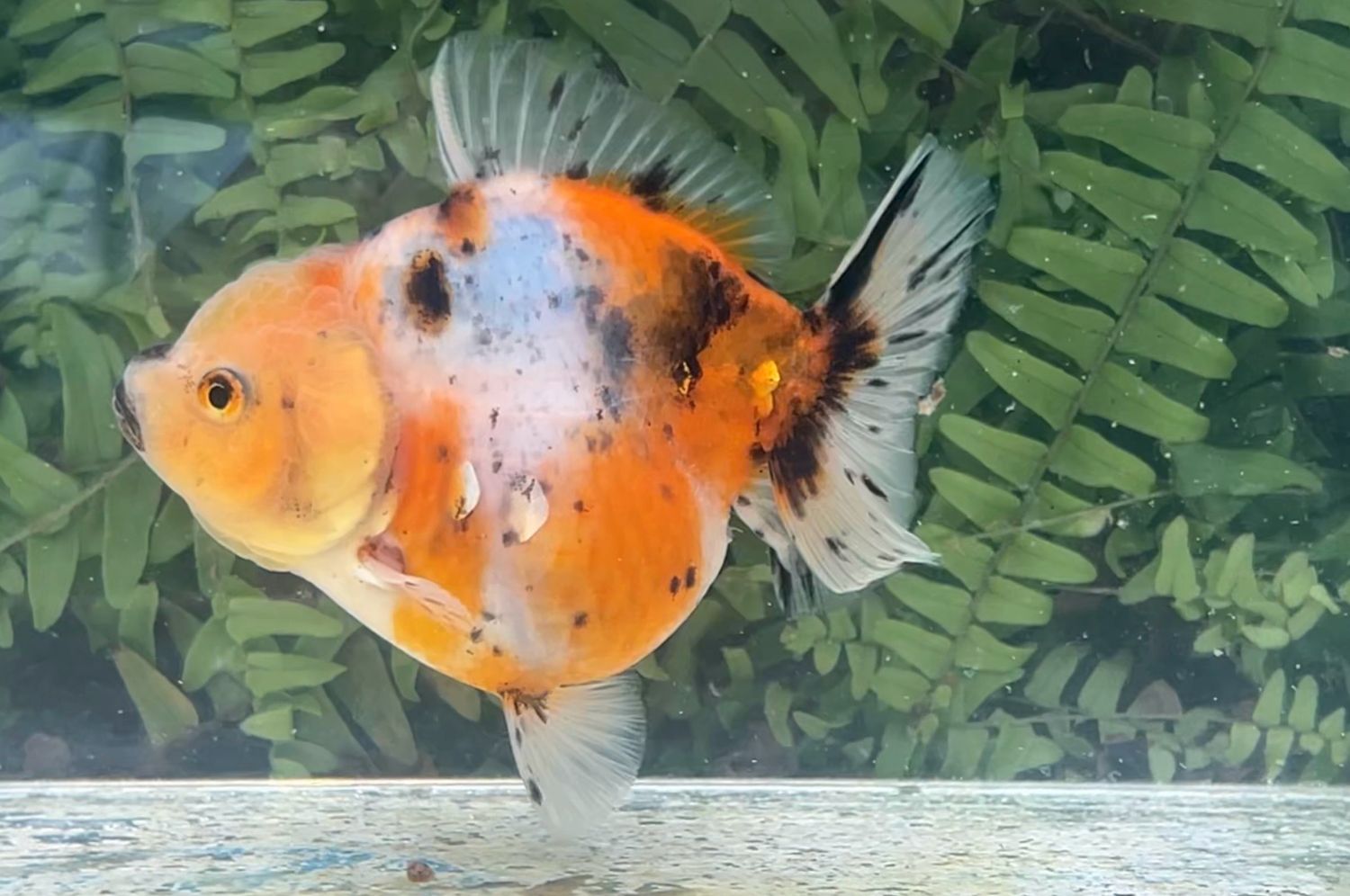 Calico Shogun Oranda (4.25”)