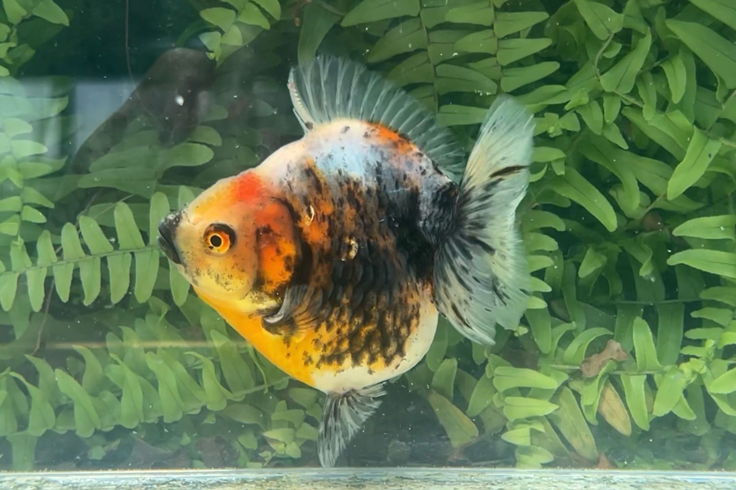 Calico Shogun Oranda (3.75”)