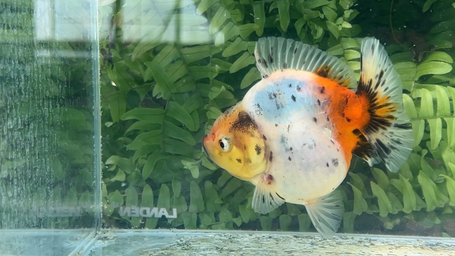 Calico Shogun Oranda (4”)