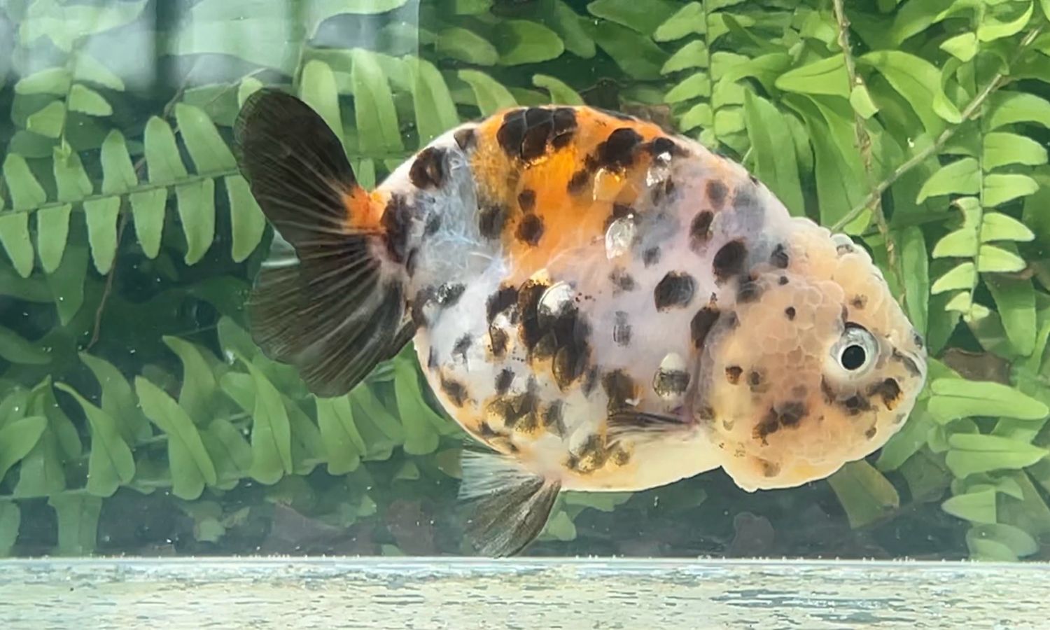 Calico Yuanbao Ranchu (F, 3.5”)