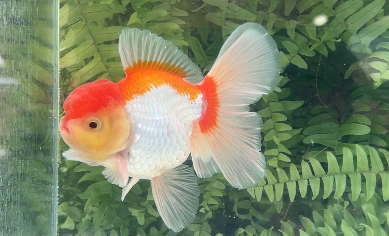 Red And White Peonytail Oranda (M, 4.75”)