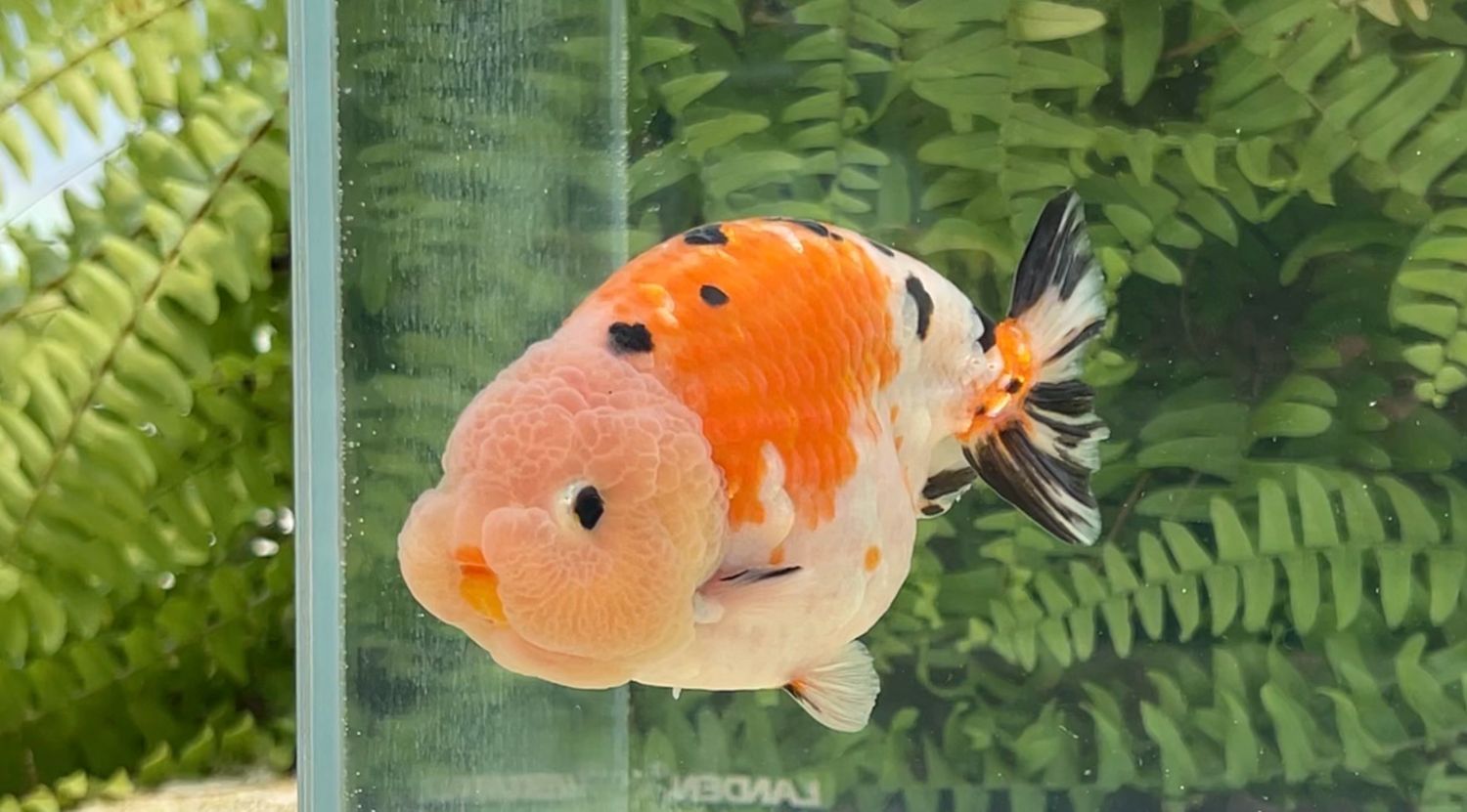 Tri-color Yuanbao Ranchu (M, 4.75”)