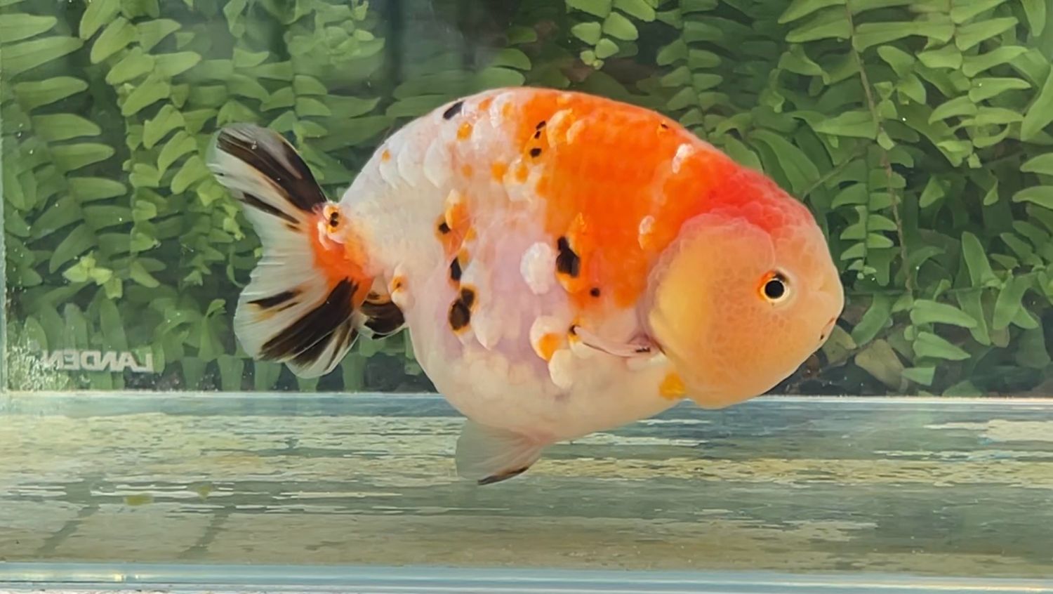 Silver Coin Tri-color Yuanbao Ranchu (M, 5”)