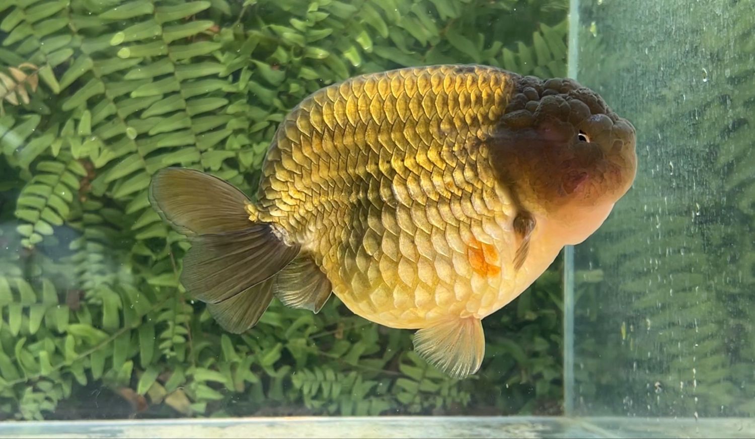 Bronze Yuanbao Ranchu (M, 6.5”)