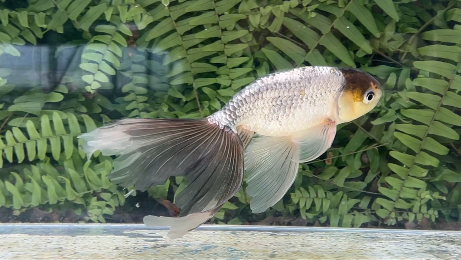 Tri-color Egg Fish (M, 7”)