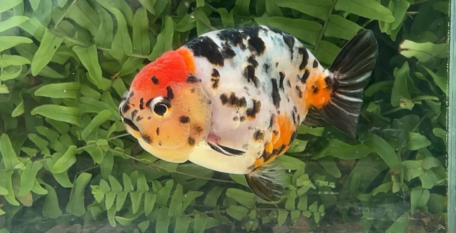 Tancho Calico Yuanbao Ranchu (M, 4”)