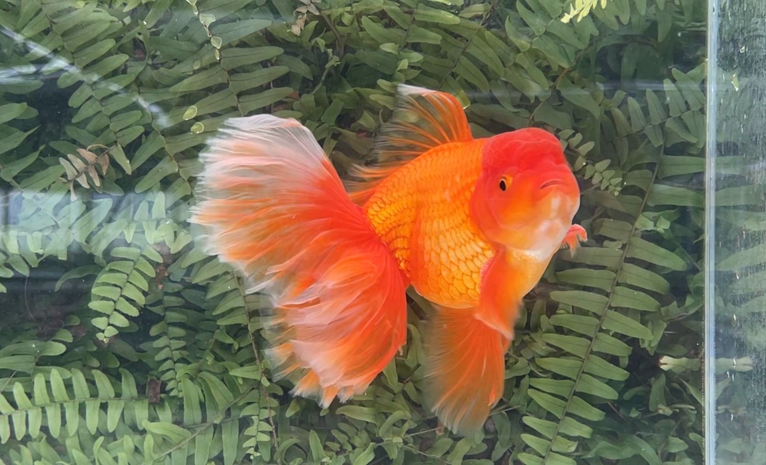 Red Peonytail Oranda (M, 7.75”)