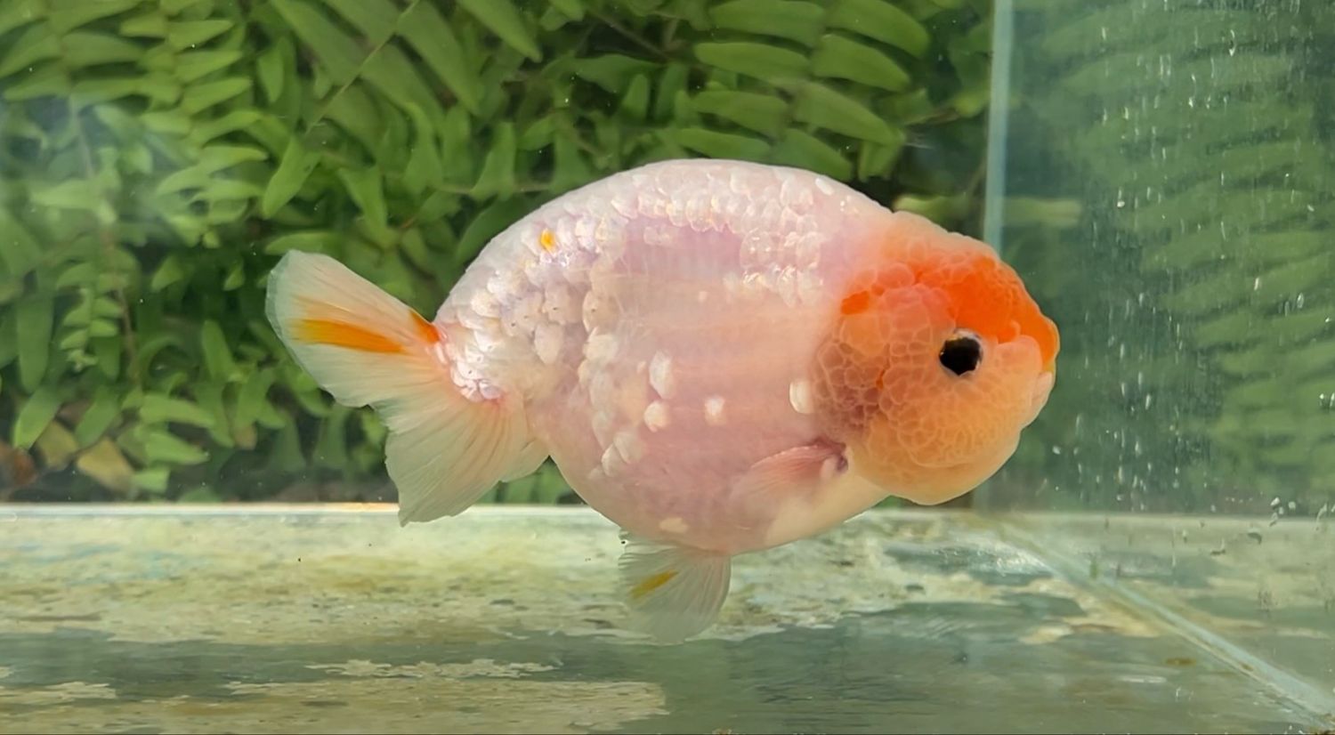 Crystal Scale Sakura Yuanbao Ranchu (M, 4.5”)