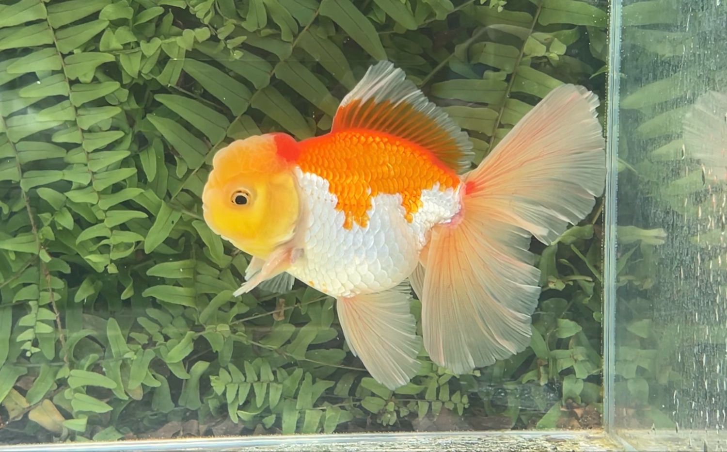 Red And White Peonytail Oranda (M, 5.5”)