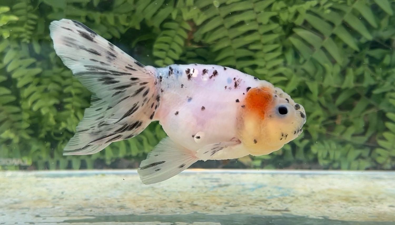 Sesame Specks Phoenixtail Lionhead (F, 5.75”)