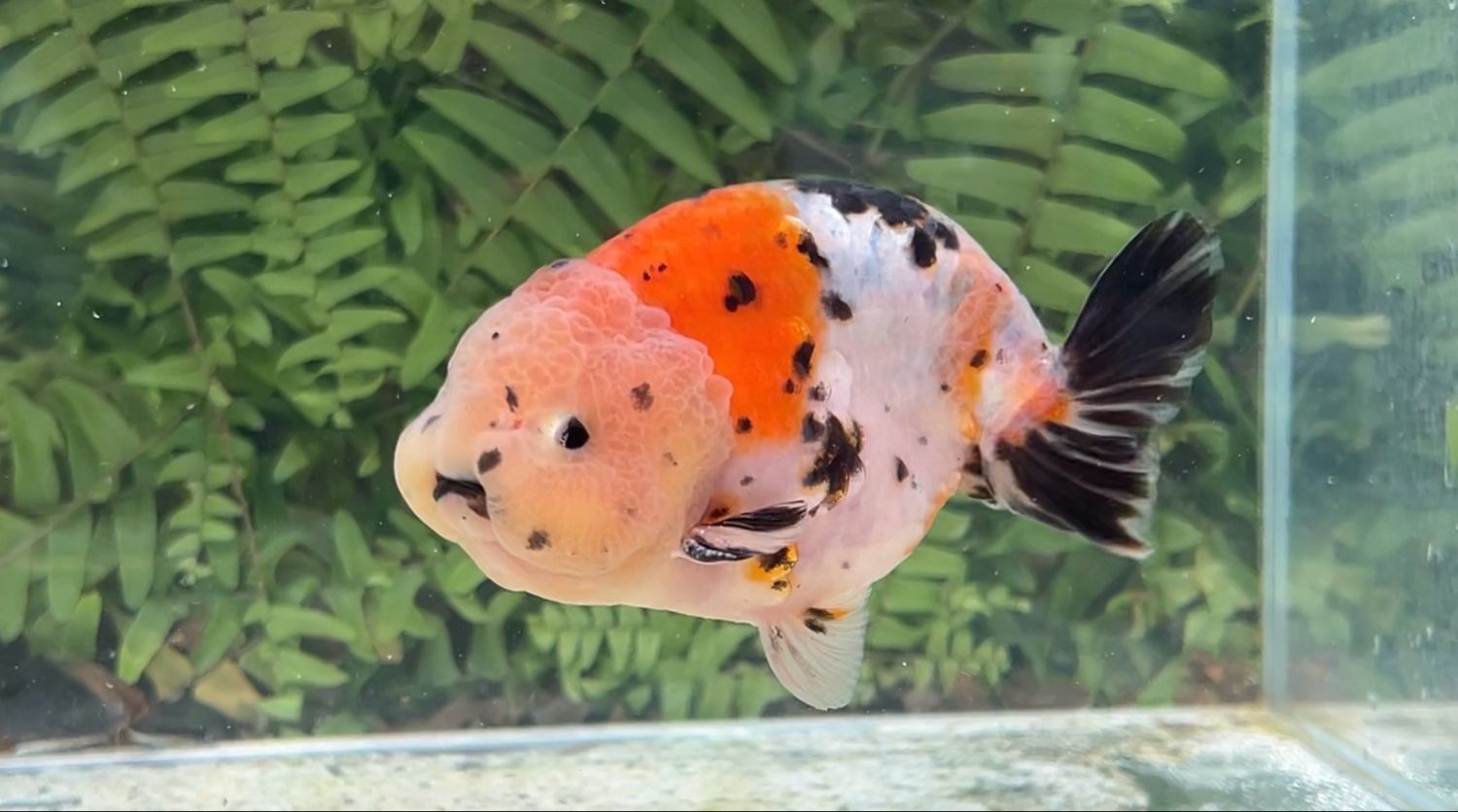 Calico Yuanbao Ranchu (M, 4.5”)