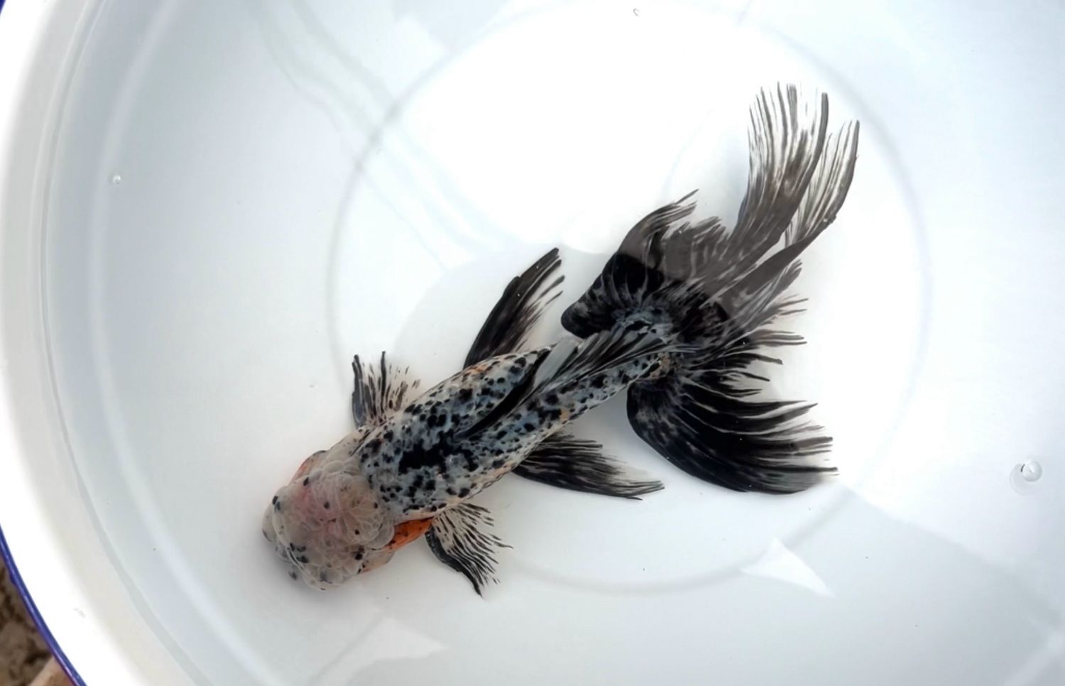 Azumanishiki (M, 8.5”)
