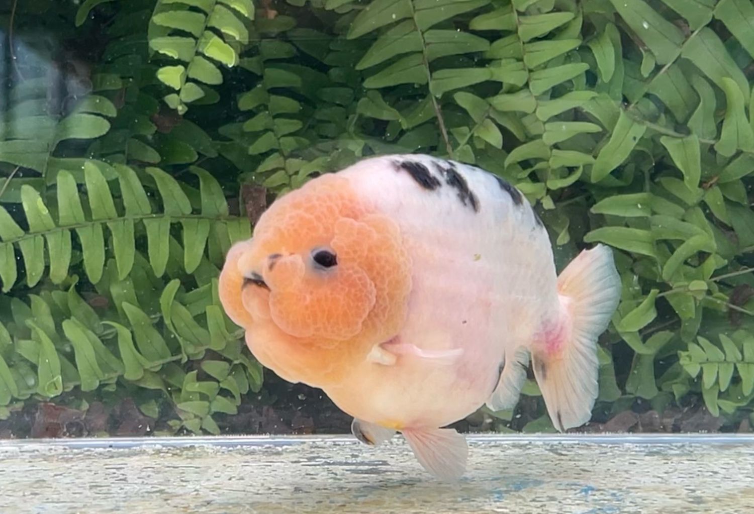 Blue Based Black And White Yuanbao Ranchu (M, 4.75”)