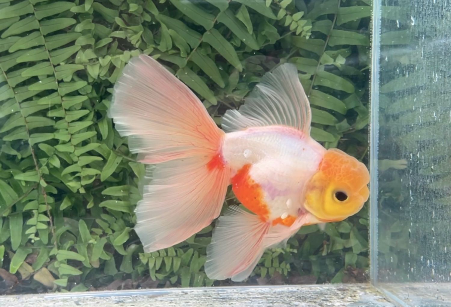 Sakura Rosetail Oranda (M, 6”)