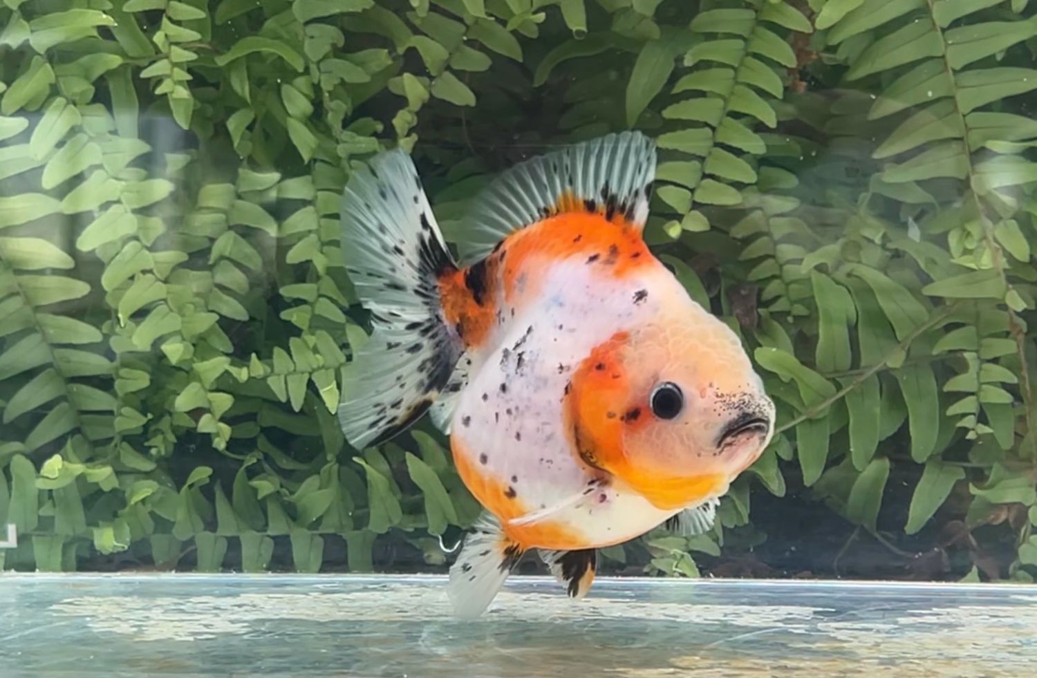 Calico Shogun Oranda (4”)