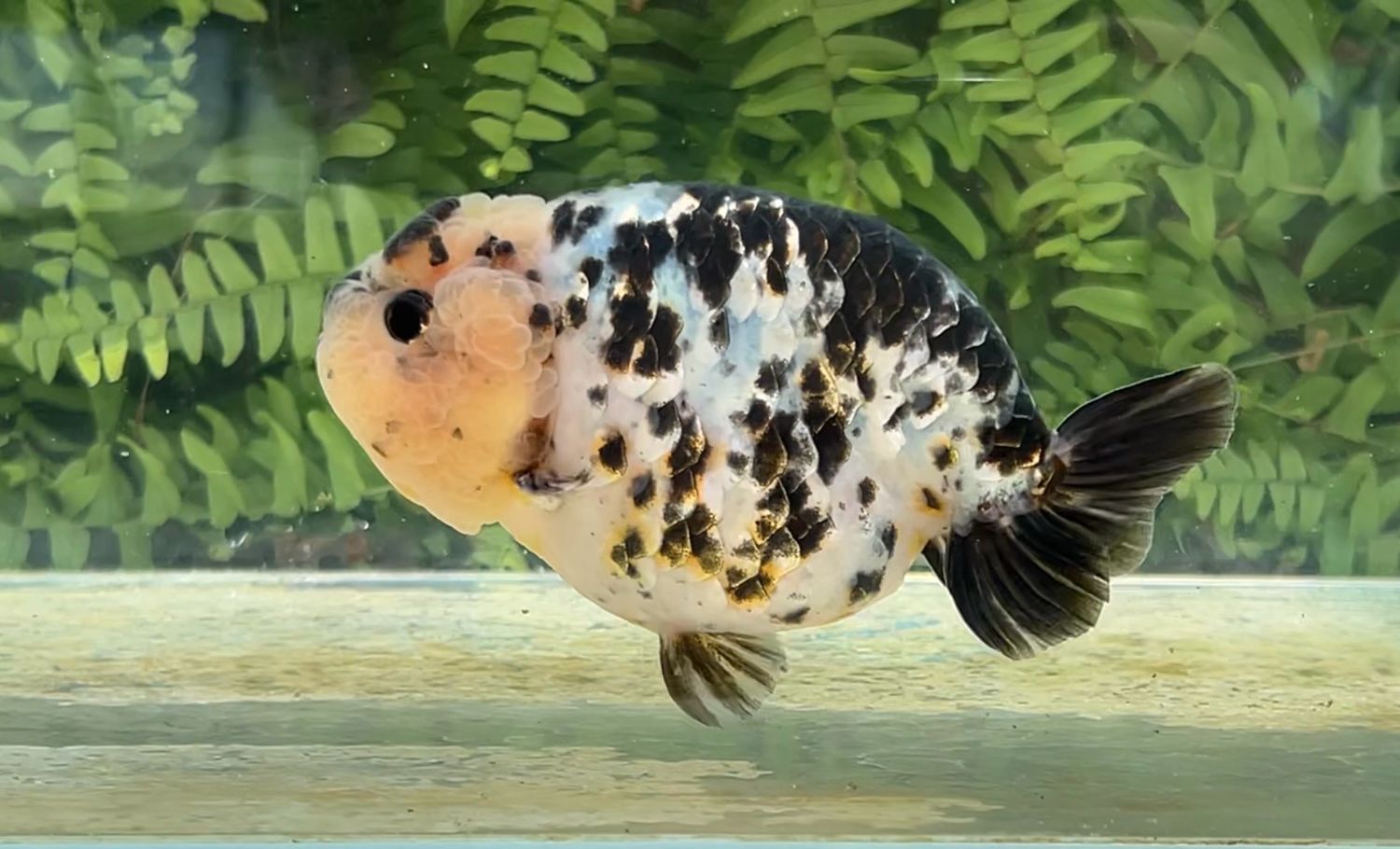 Blue Based Black And White Yuanbao Ranchu (M, 4.8”)