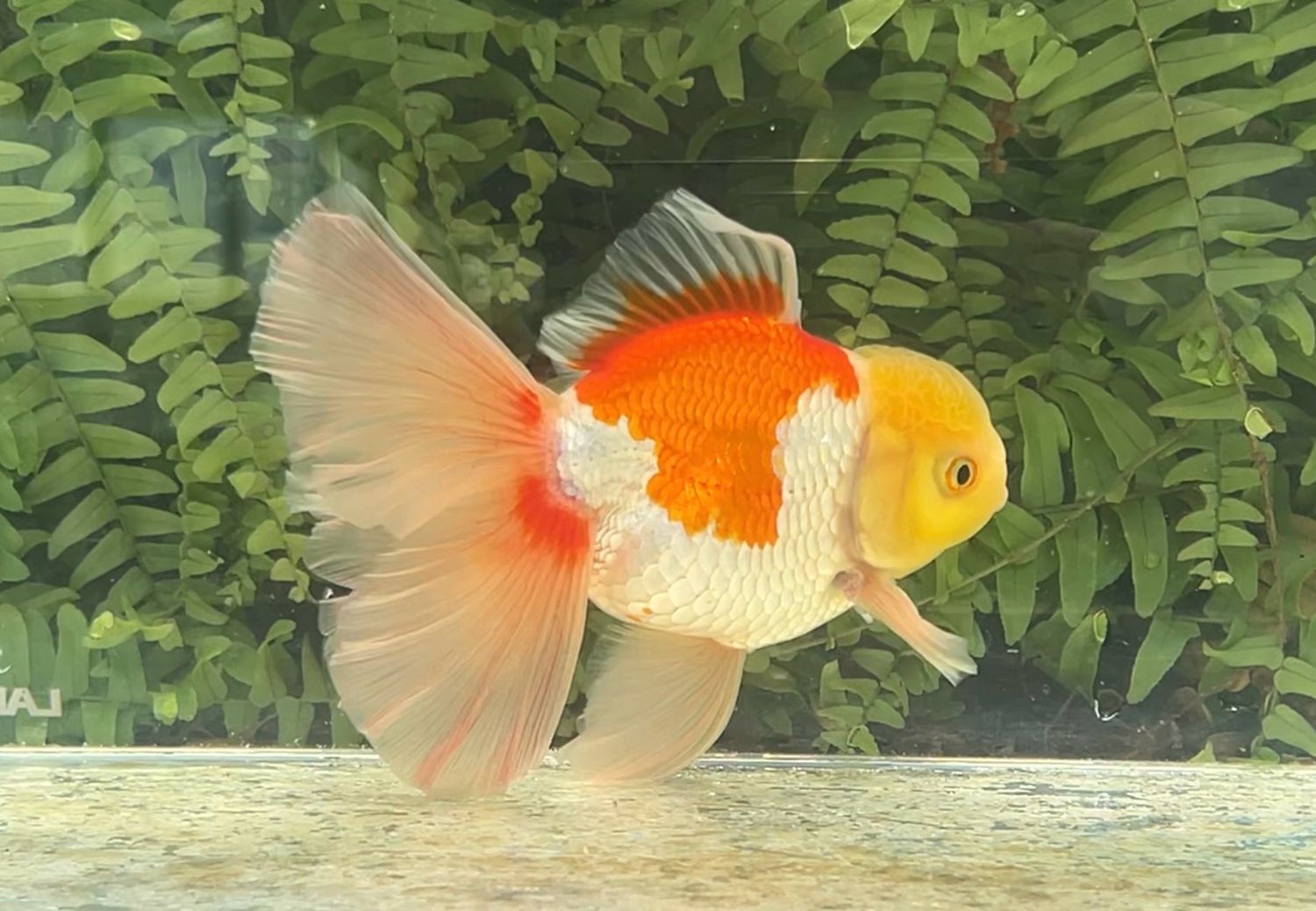 Lemon Head Red And White Peonytail Oranda (M, 5.5”)