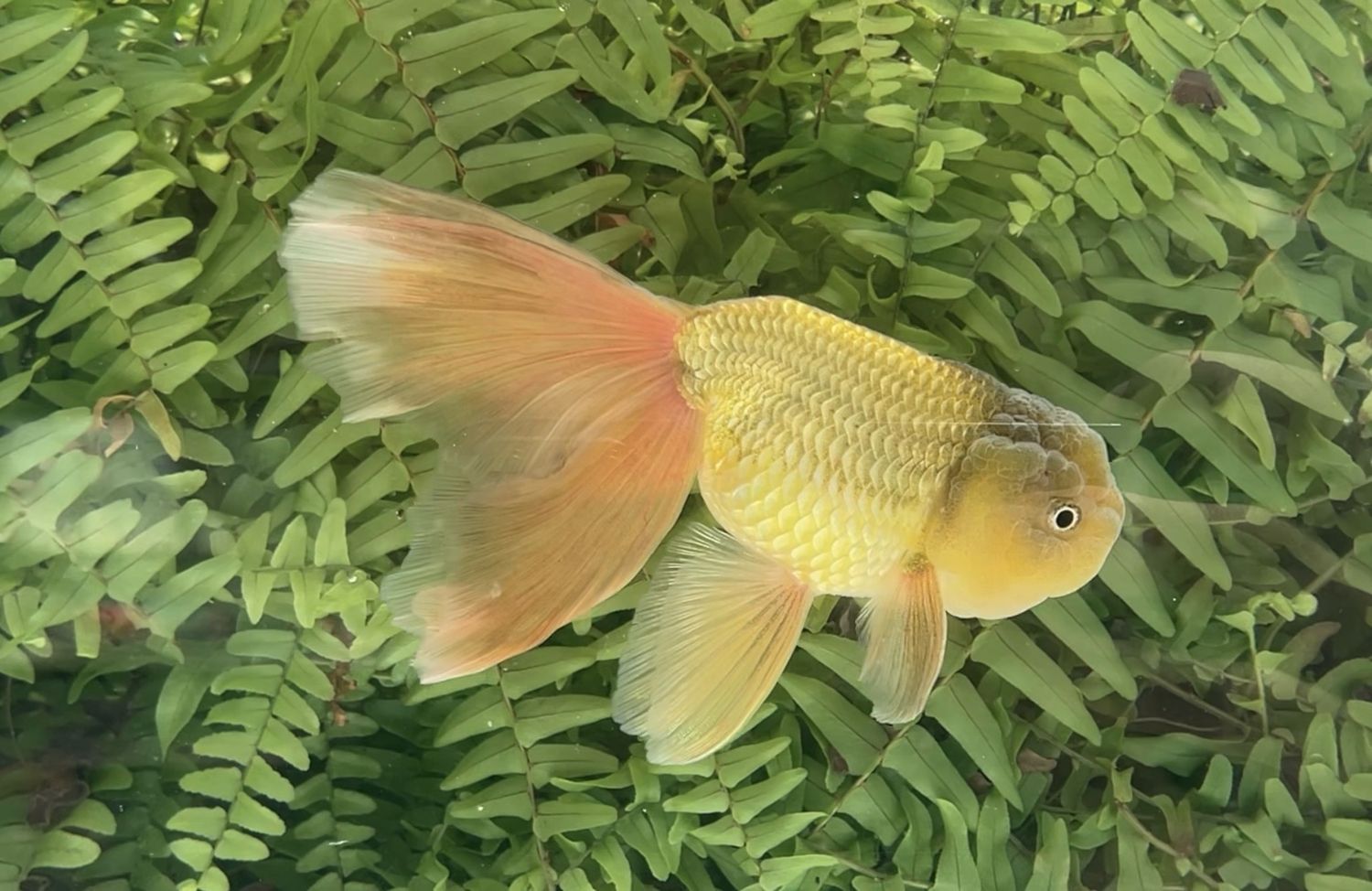 Bronze Phoenixtail Ranchu (M, 6.25”)