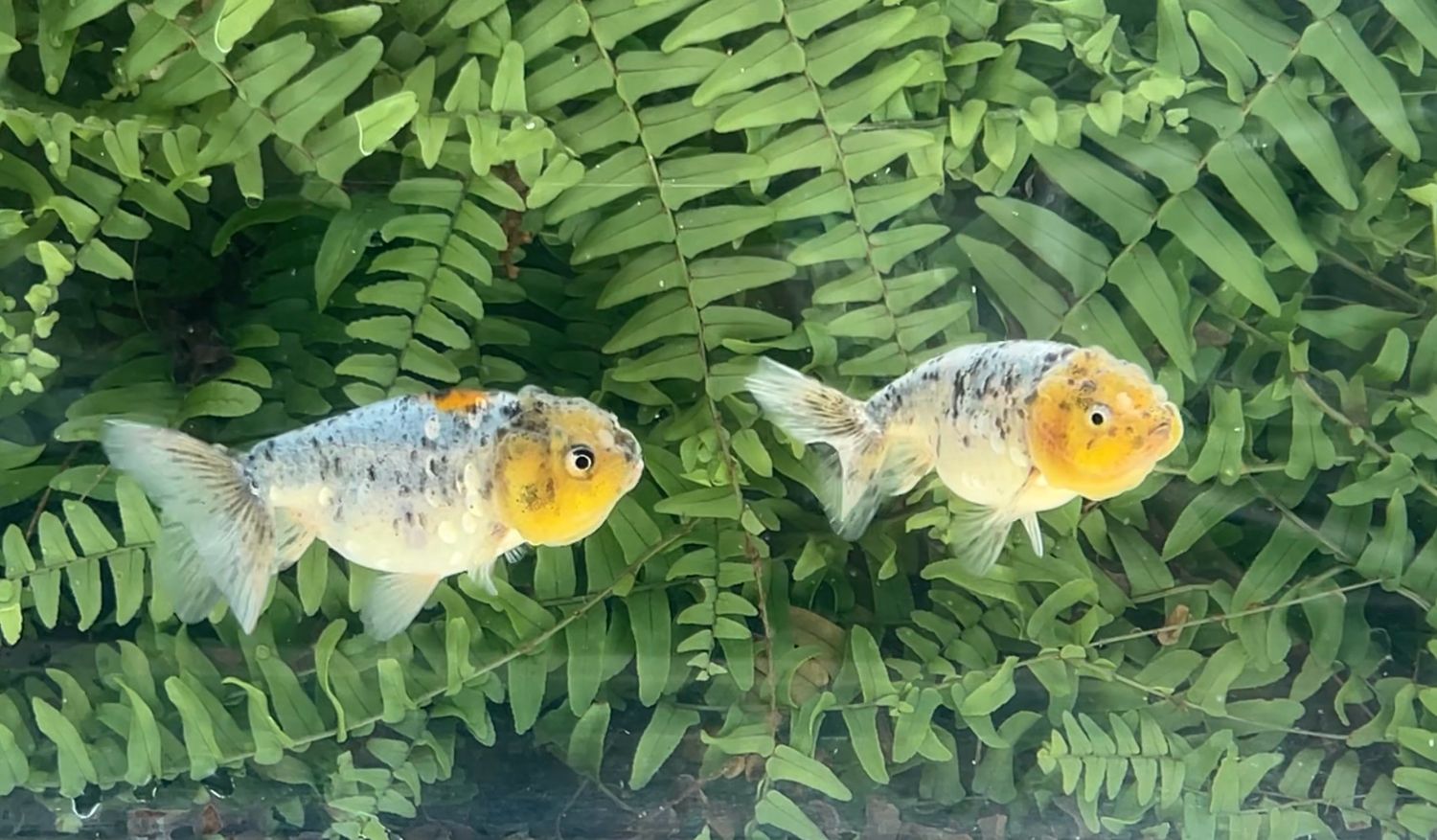 2 Pack Assorted Lionheads (3.5 - 3.75”)