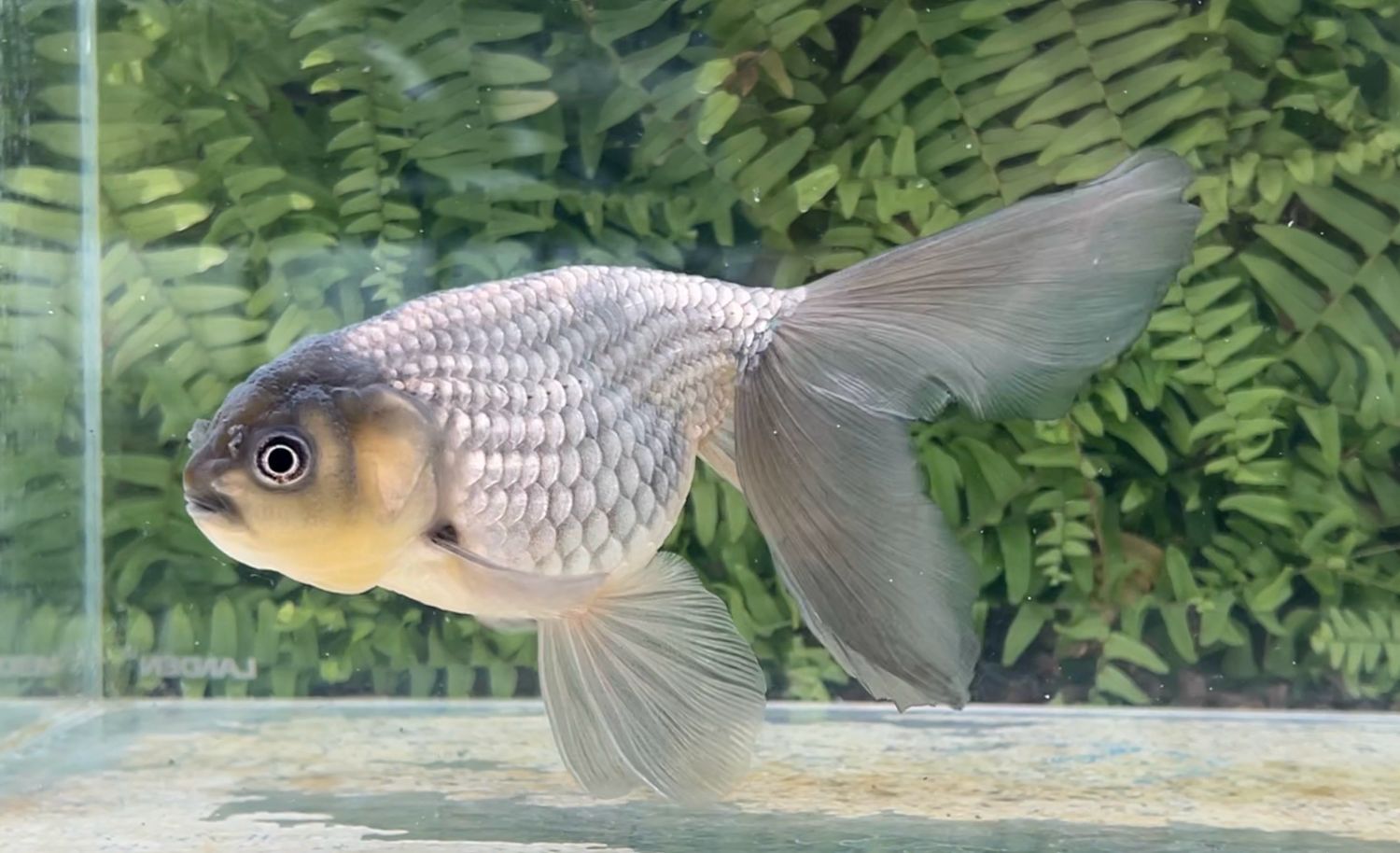 Blue Egg Phoenix (F, 7”)