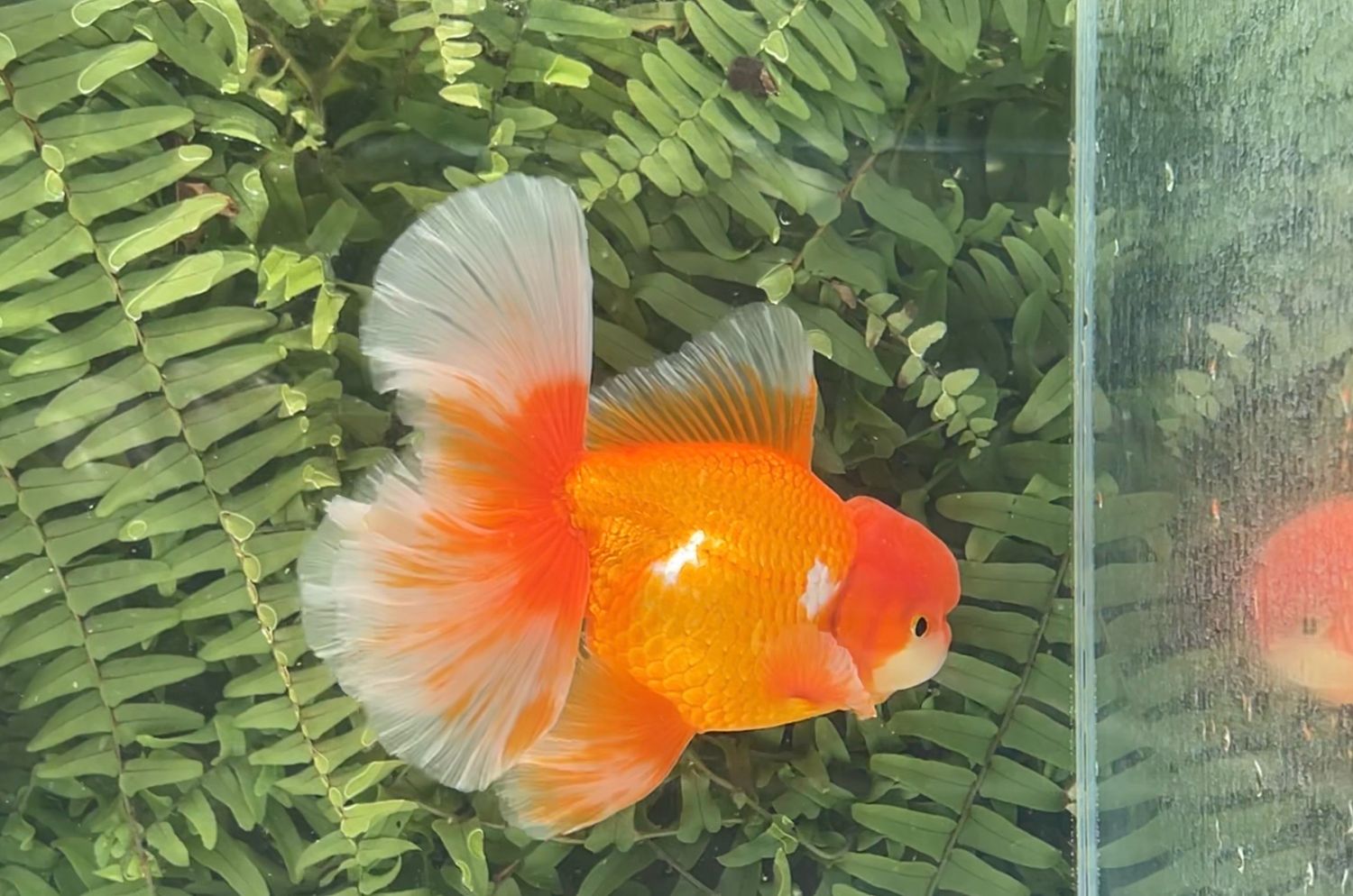 Red And White Peonytail Oranda (M, 5.5”)