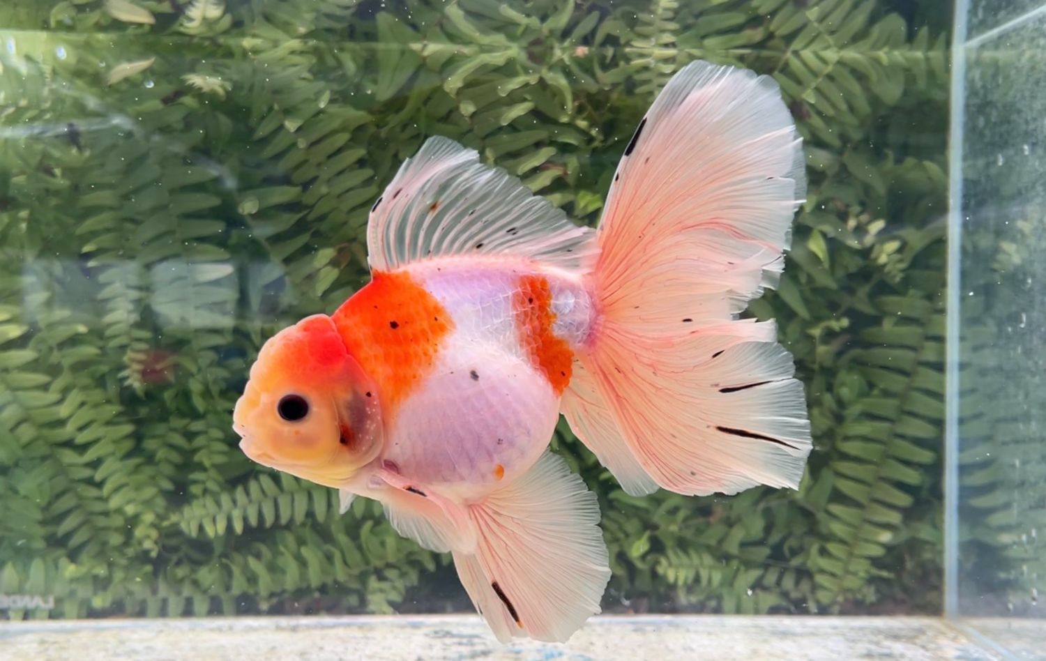Sakura Rosetail Oranda (M, 7”)