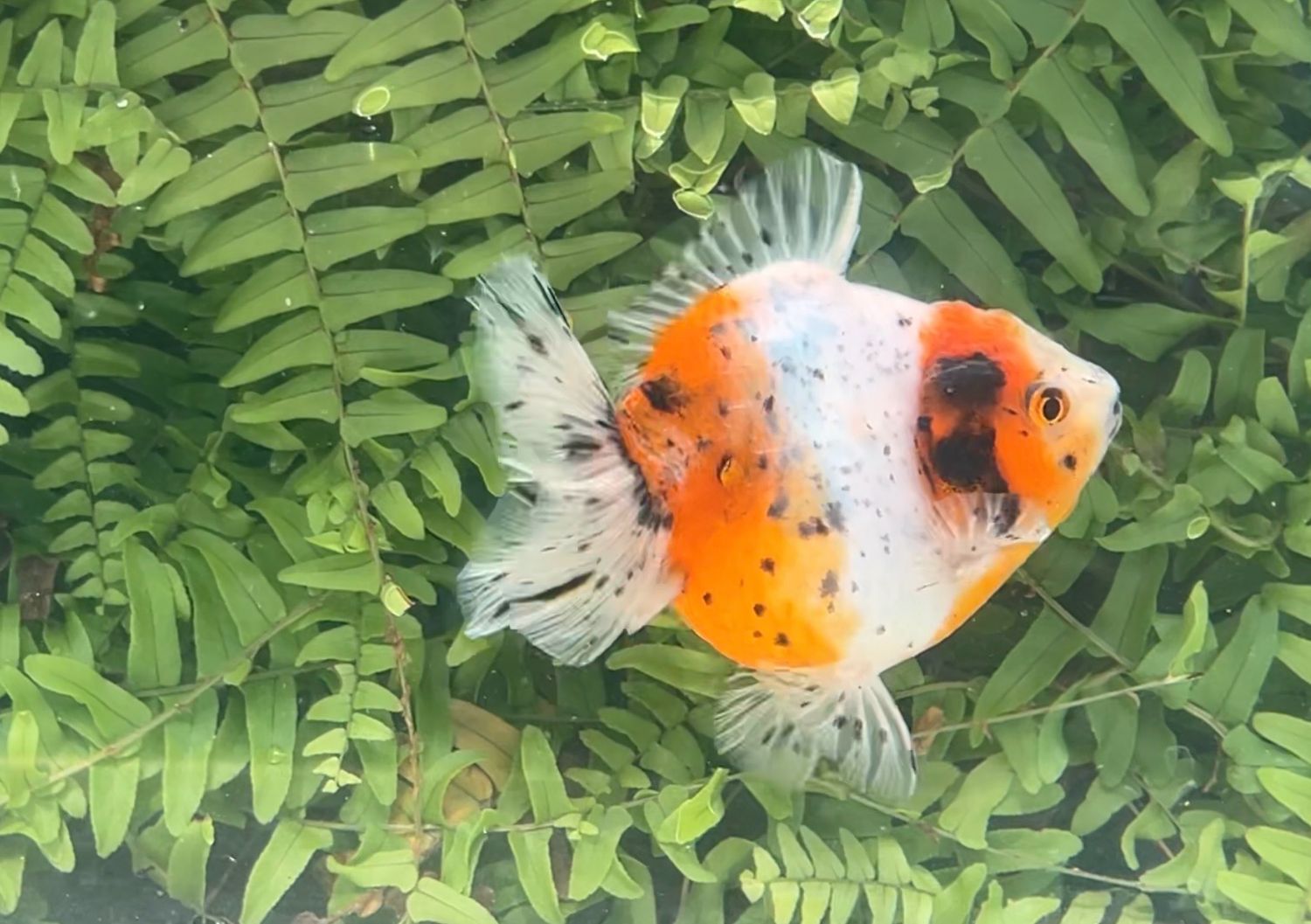 Calico Shogun Oranda (3.75”)
