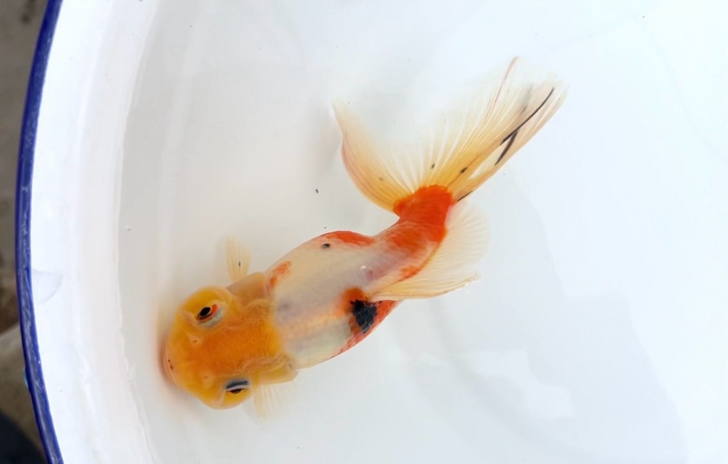 Tri-color Flagfin Froghead (F, 5.5”)