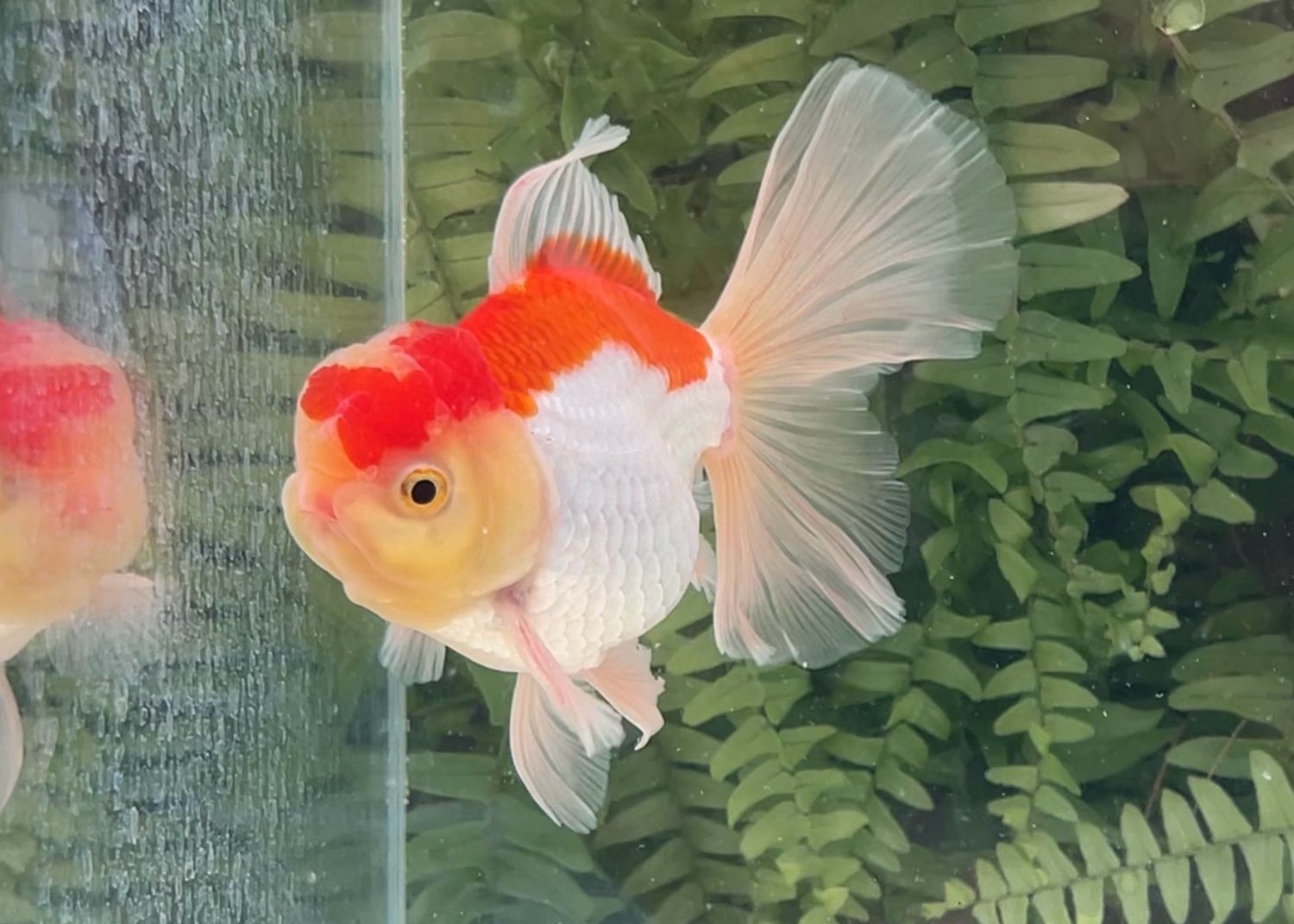 Red And White Peonytail Oranda (M, 4.8”)