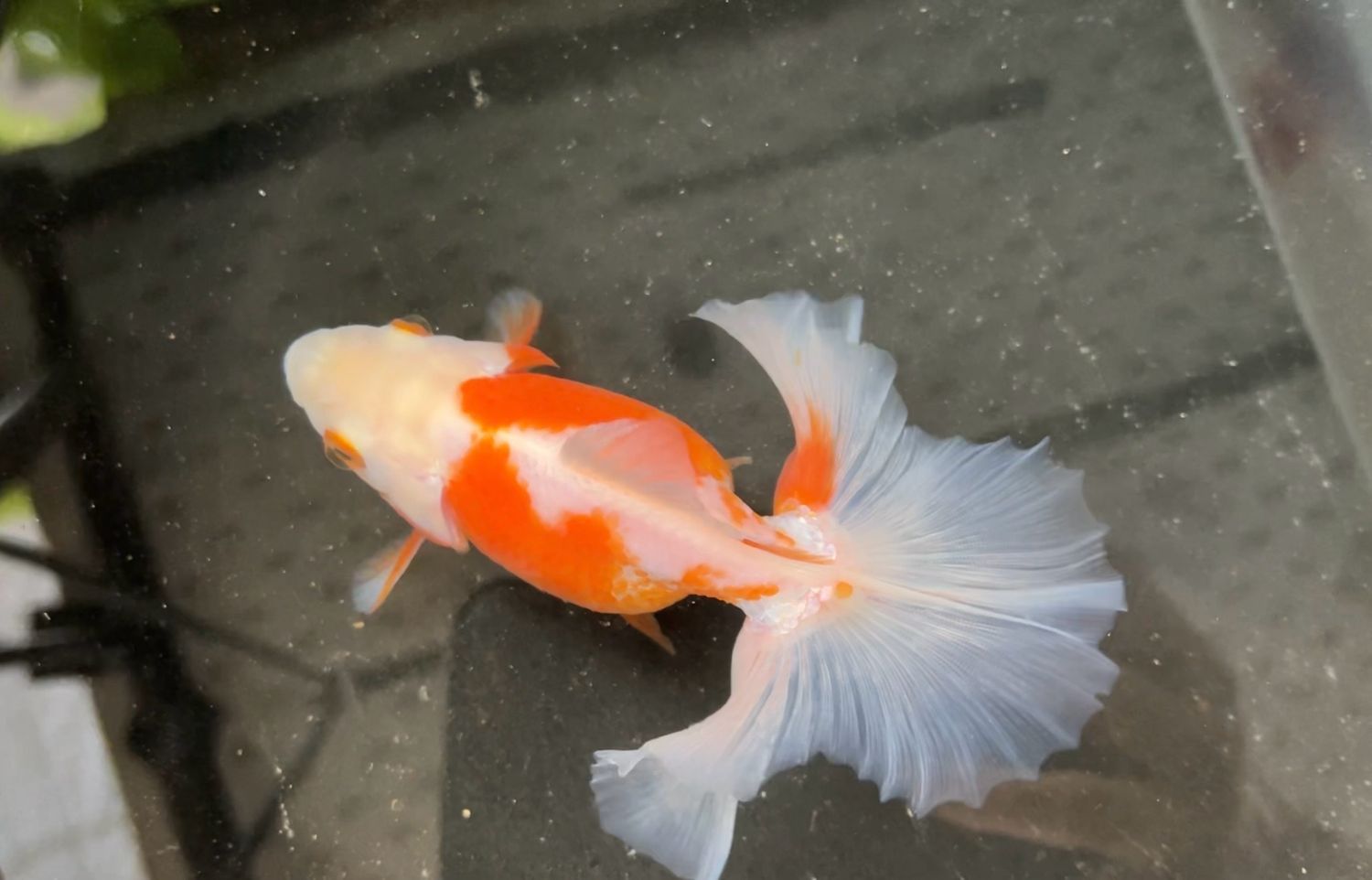 Red And White Tosakin (F, 4.5”)