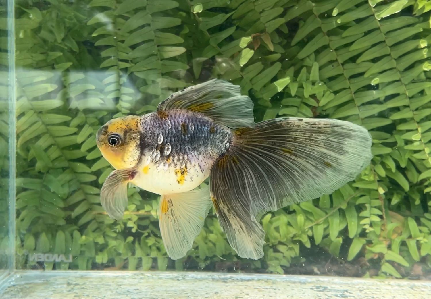 Kirin High Head Veiltail (M, 5.75”)