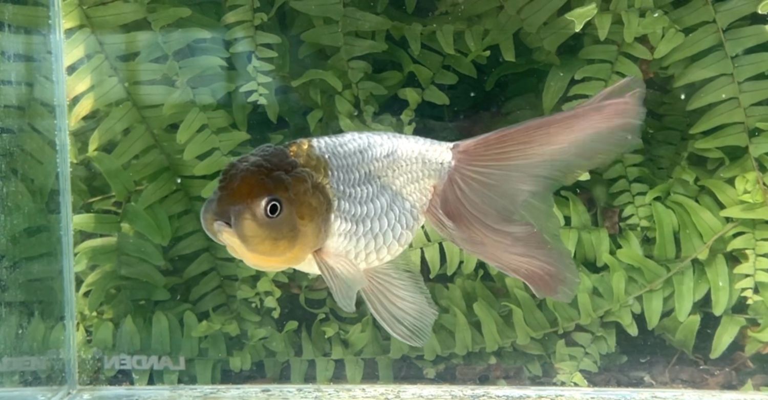 Blue Phoenixtail Lionhead (F, 5.5”)