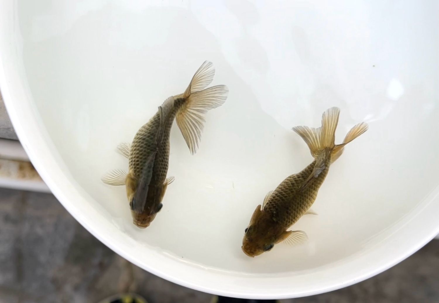 2 Pack Jikins (2.75”)
