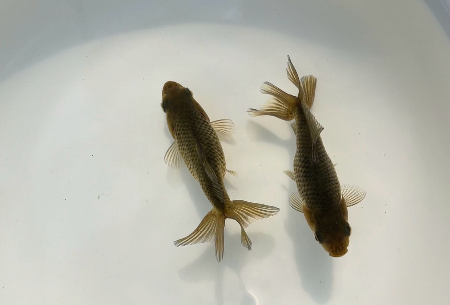 2 Pack Jikins (2.5”)