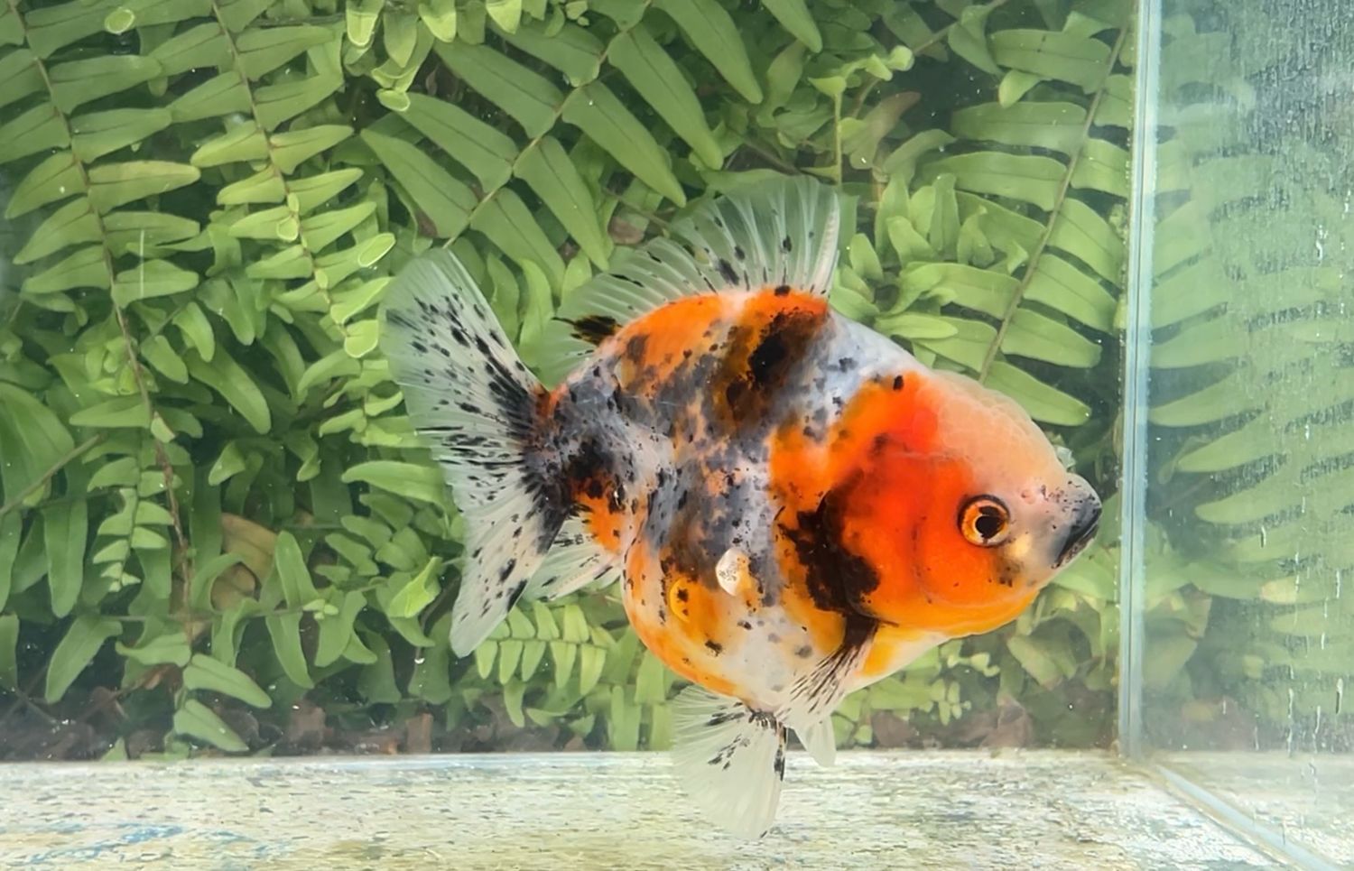 Calico Shogun Oranda (4.5”)