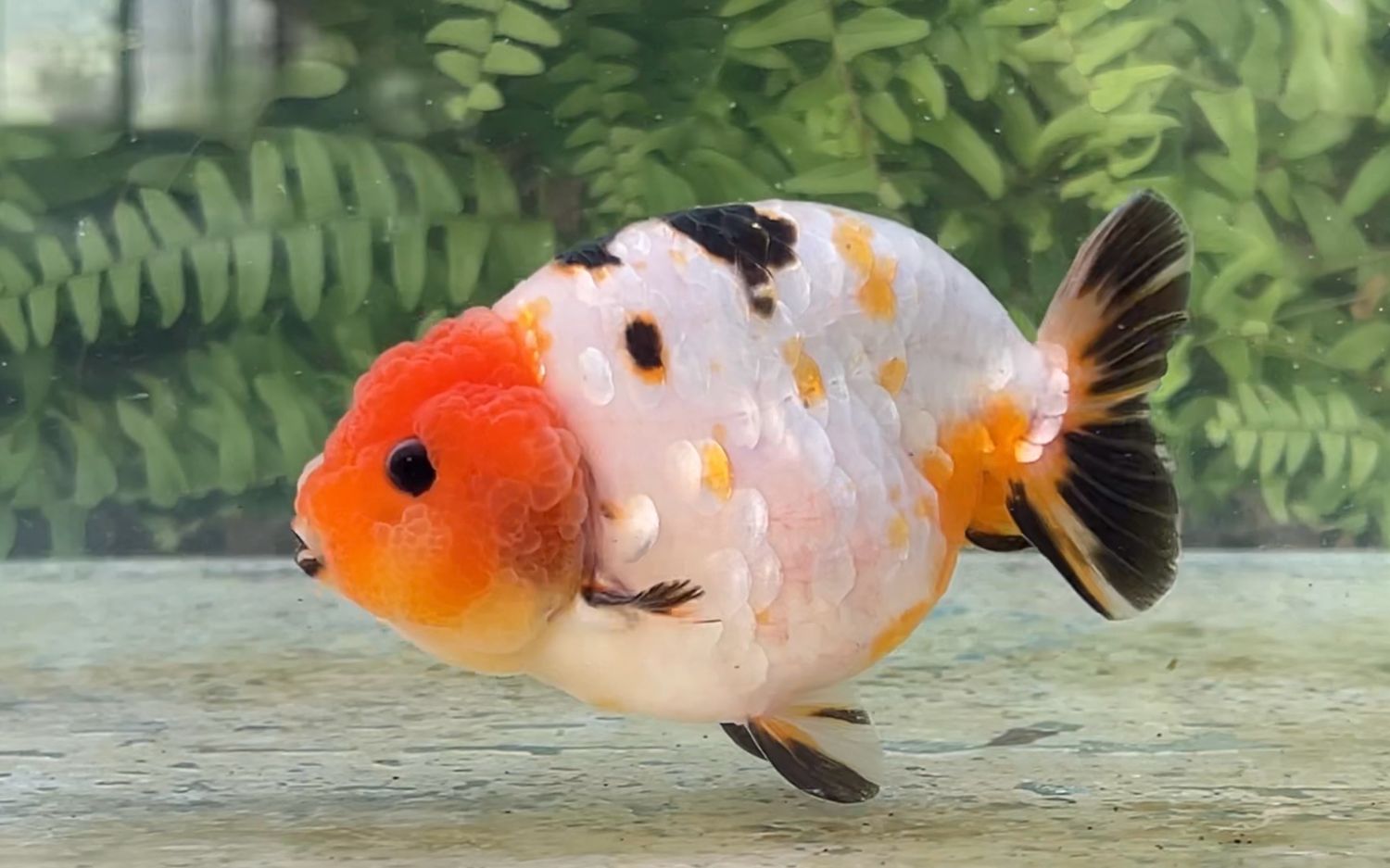 Red Head Milk Cow Yuanbao Ranchu (M, 4”)