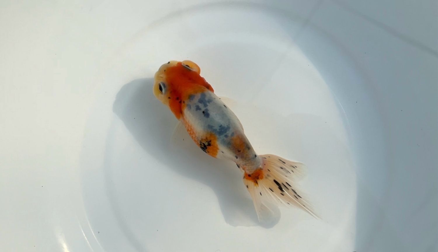 Calico Lion Froghead (4.75”)