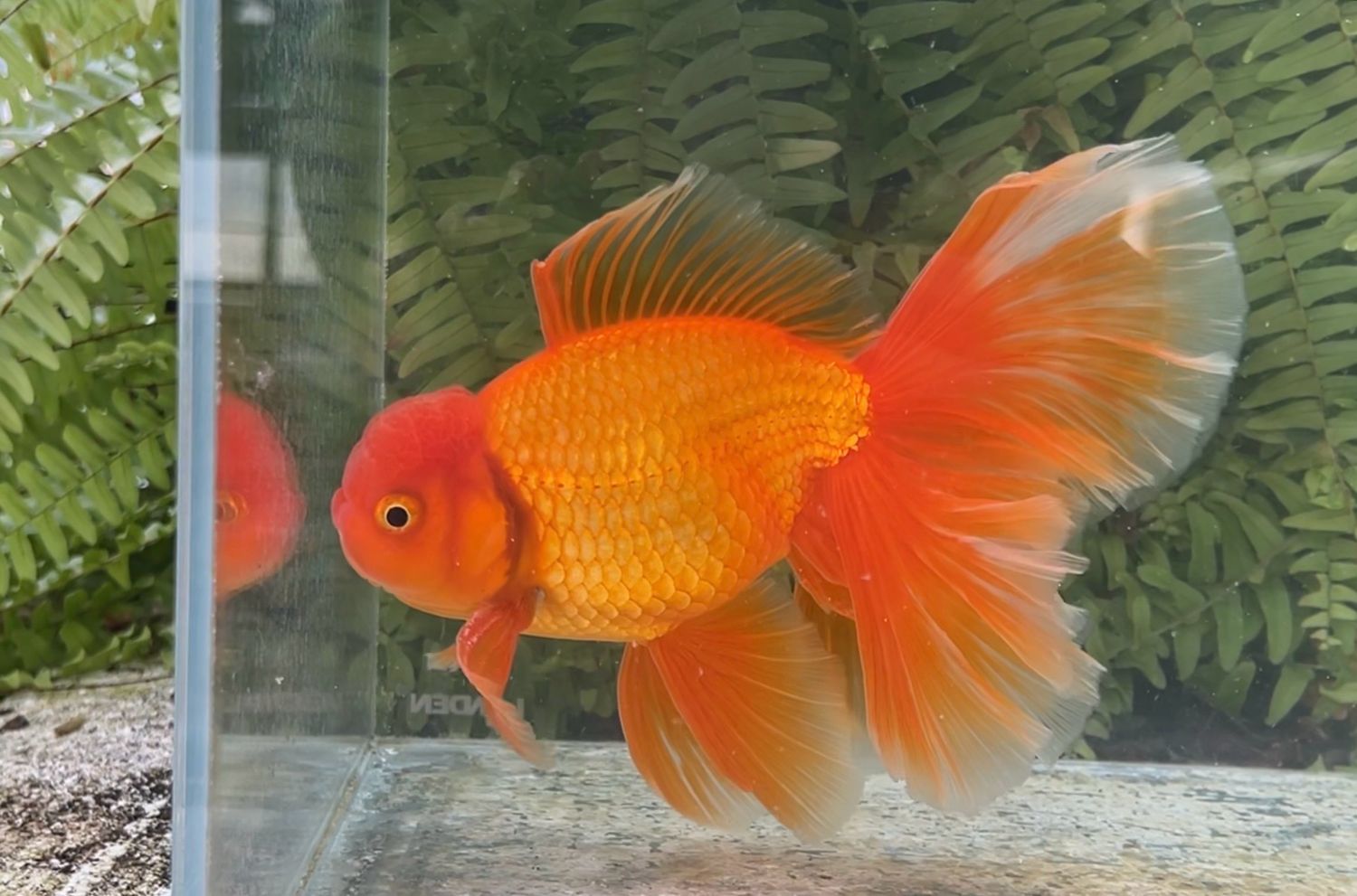 Red Peonytail Oranda (M, 7.75”)