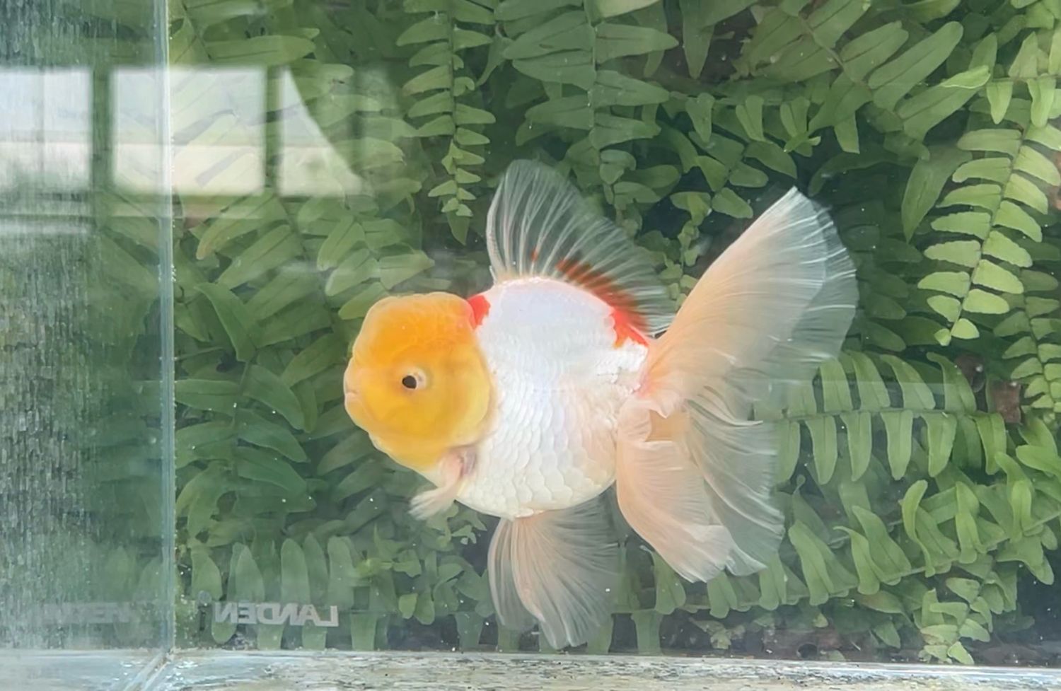 Lemon Head Red And White Peonytail Oranda (M, 4.75”)