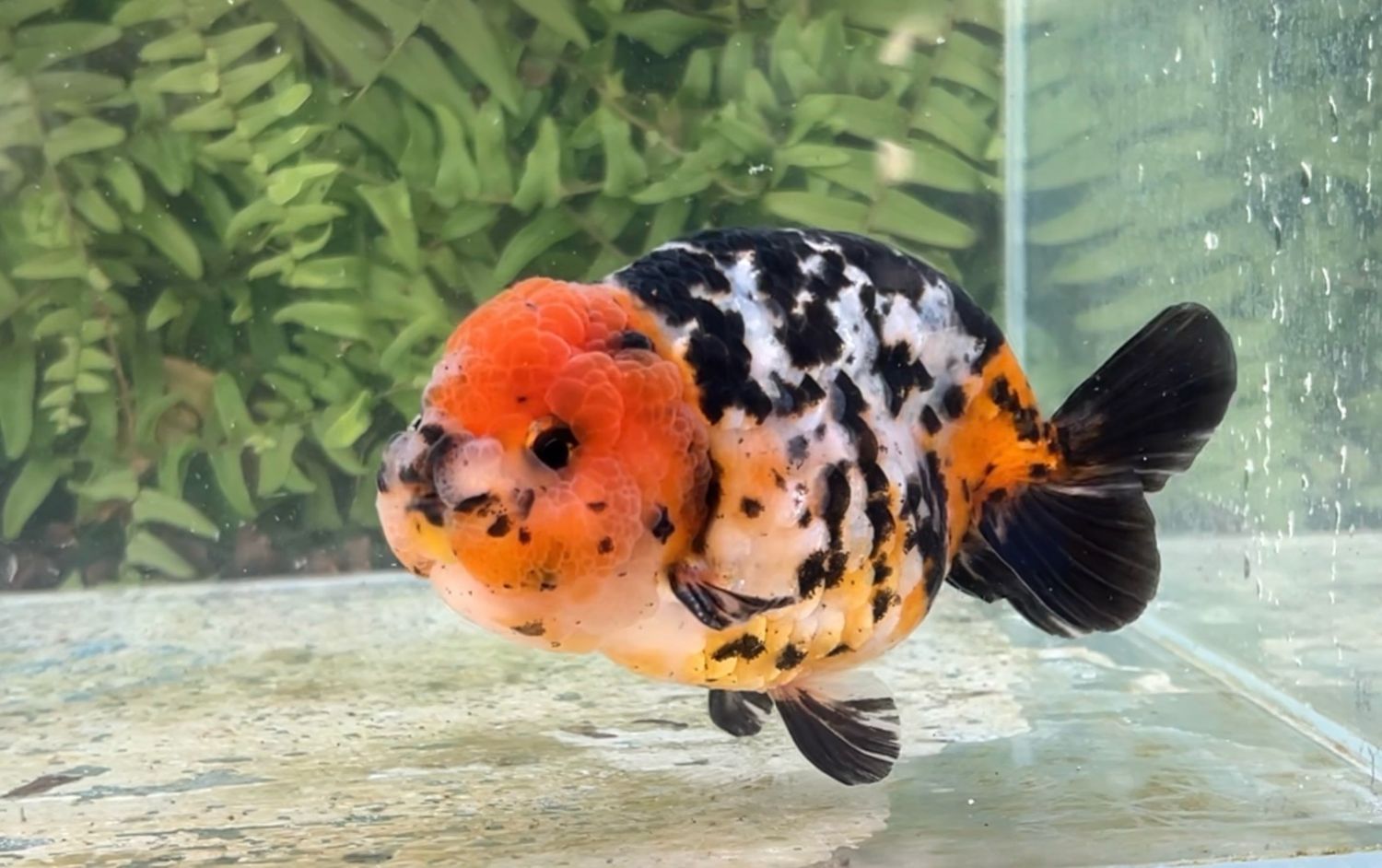 Red Head Calico Yuanbao Ranchu (M, 4.75”)