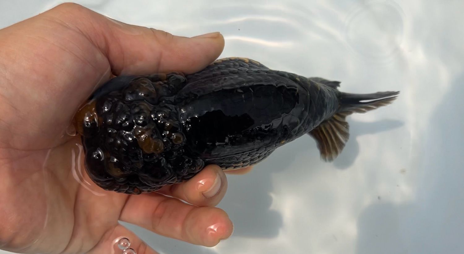 Gold And Black Yuanbao Ranchu (M, 5”)