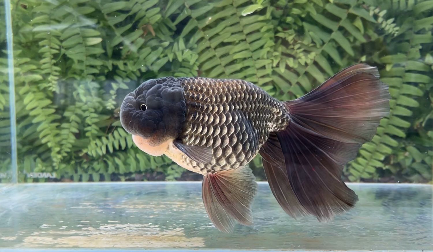 Black Orchidtail Ranchu (M, 7”)