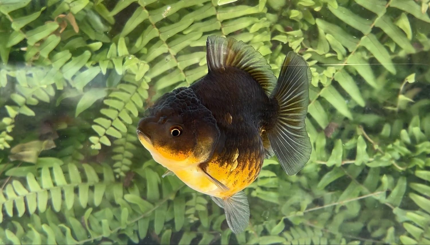 Black Kirin Shogun Oranda (3.75”)